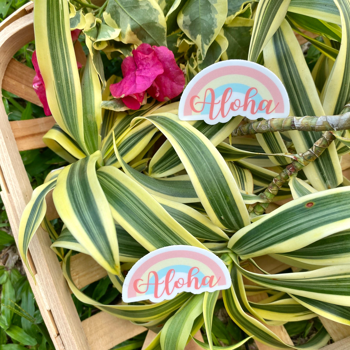 Anuenue - Mini Sticker – Design Jord